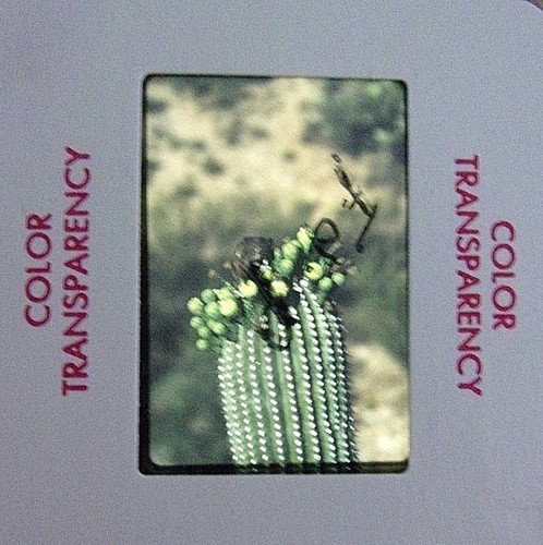 6 Original Vintage 35mm Kodak Photo Color Slide Nature Kodachrome Transparency - Picture 3 of 7