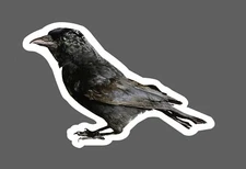 Raven Sticker Crow Realistic Waterproof Animal Outdoor Wildlife Gift NEW