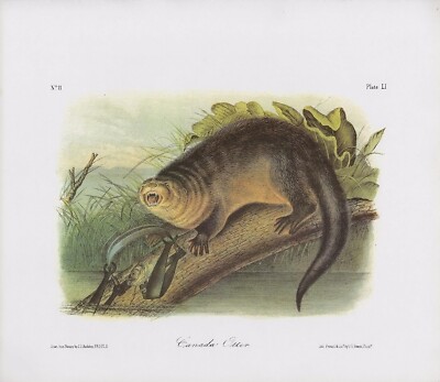 1989 Audubon Vintage ''Canada Otter'' w/Trap Trapping Mammal Color Art Lithograph