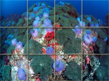 Art Undersea Colorful Life Mural Ceramic Bath Backsplash Tile #288