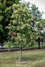 2 Sourwood Tree (Oxydendron Arboreum) Bare-root