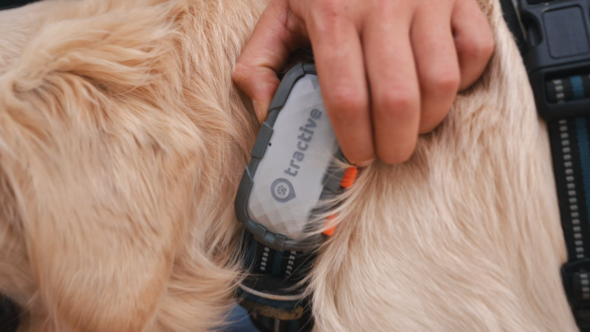 Tractive DOG XL Adventure GPS Dog Collar Health Tracker Grey