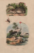 INSECTOS. Tanrec (Tenrec). Tantalio (cigüeña Mycteria). Taón (Caballo) 1833 impresión