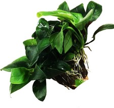 Planterest - Anubias Nana Bonsai Freshwater Live Aquarium Plant Clear