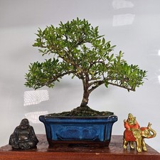 Japanese Holly (Ilex Crenata) Bonsai Tree | Shaped | In 20cm Pot