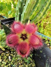 Stapleia spec. 2 - Rooted