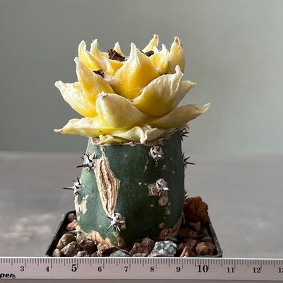 A11-181 Cactus hybr (agavoides x kotsch) (Grafted)
