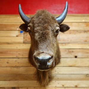 50 Genuine White Buffalo Teeth – Taxidermy, Jewelry Making, Art Projects