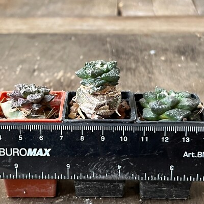 A34-420. Cactus fissuratus RS 420, Quatrocienegas, Coah 3 pieces (Grafted)