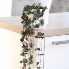 T&M House Plant 'String of Hearts' Indoor Evergreen 1 x 9cm Hanging Basket