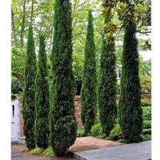 Italian Cypress  ( Cupressus ) Tree - Live Plant - ( 2.5 QT )