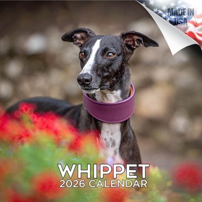 Whippet Dog Breed Calendar 2026 FULL SIZE 12x24 Made in USA