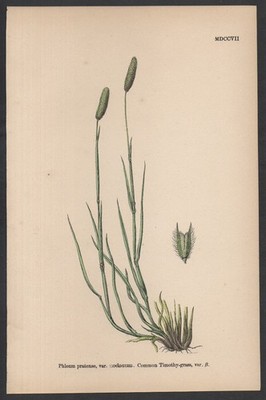 COMMON TIMOTHY-GRASS B 1872 John Edward Sowerby PFLANZENDRUCK