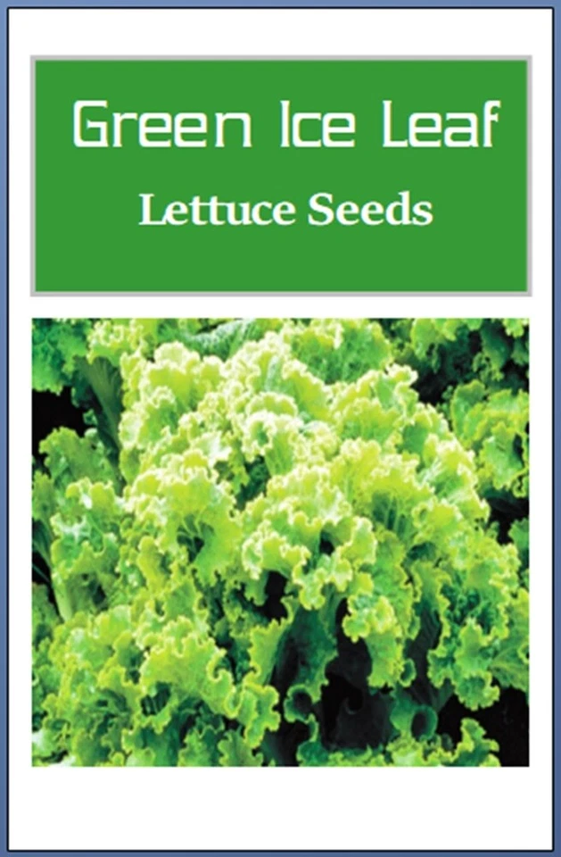 Semillas de lechuga hoja de hielo verde | NO TRANSGÉNICAS | Reliquia | Semillas frescas de jardín Foto 2 de 2