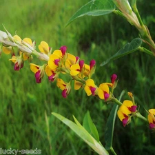 Alyce Clover Seeds - Great for Food Plots - 5 Lbs