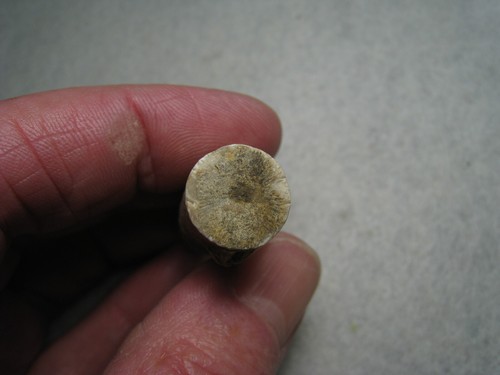 Antikes Paläozoikum große 48 mm Crinoid Säule Fossil Stein Kansas City 20,2 Gramm - Bild 21 von 22