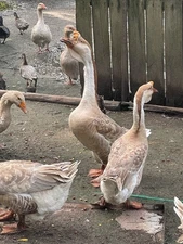 3  Goose eggs for eating. VERY Fresh HUGE eggs READ EVERYTHING SHIPS USPS