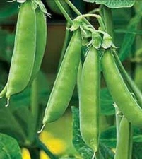 Premium Sugar Snap Peas - Fresh Organic Heirloom Seeds - So Tender and Delicious