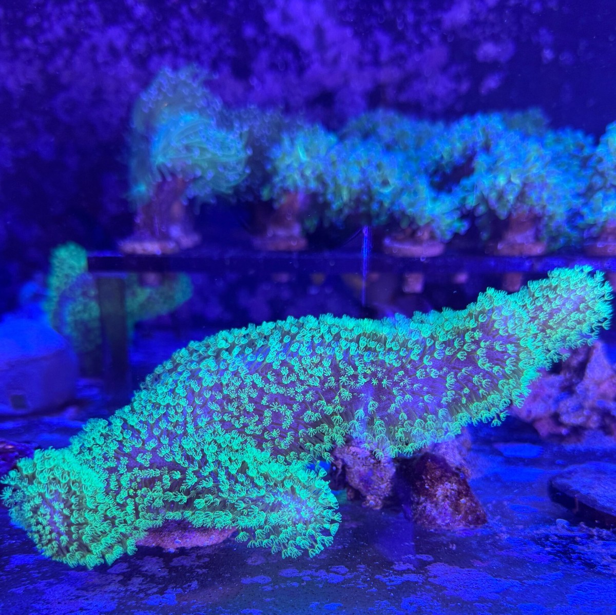 Coral‪ꪔ̤̫様 お纏め専用ページ live coral Devil's Hand Leather with Green Tips. Soft corals by