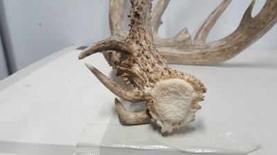 27-1'' main beam 96-6/8'' WHITETAIL DEER ANTLER SHED antlers mule mount elk