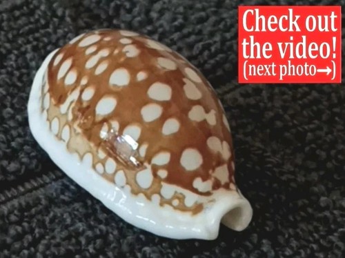 Cypraea cribraria #17 38.2mm GIGANTIC! BEAUTY from the Philippines