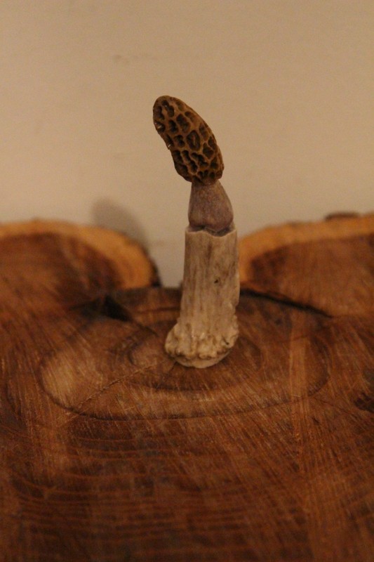 Carved Yellow Morel Mushroom from a Whitetail Spike Antler