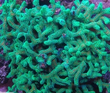 Live coral Neon Green Birds Nest SPS Coral 1-2” Frag Reef Tank