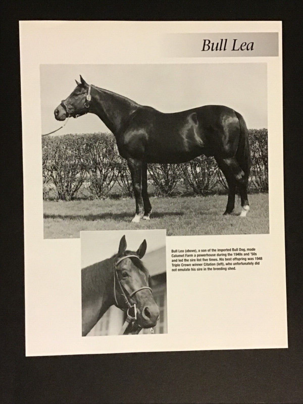 BULL LEA Photo Horse Racing CHAMPION SIRE CITATION