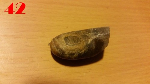 3x Echte BELEMNITEN / Donnerkeile 30 mm Versteinerung Fossilien Millionen Jahre - Bild 21 von 24