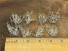Pressed dried lichen old man’s beard, beard lichen, beard moss Combined Shipping