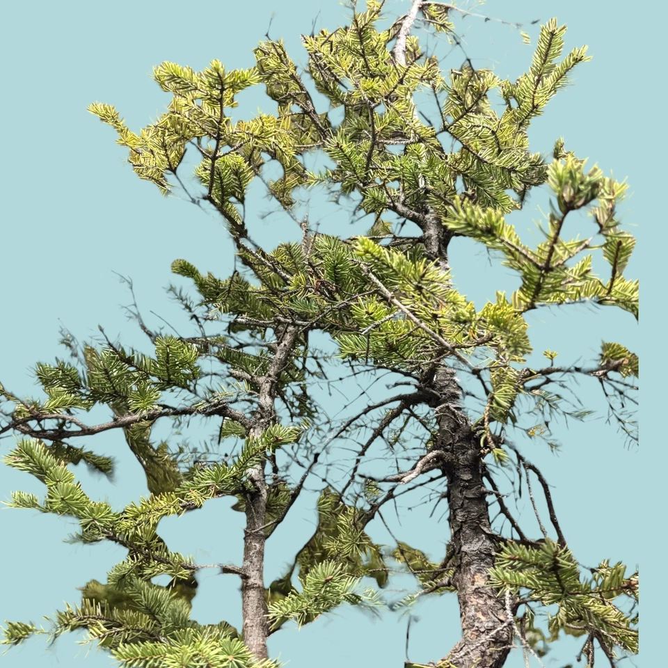 32” White Spruce Yamadori Pre-Bonsai – Epic Twist & Jin – Michigan UP Collected - Image 2 of 4
