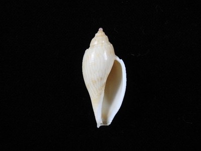 Sea Shell Athleta Studeri 43,6mm ID#9795