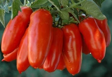 San Marzano Paste Tomato Seeds, Organic. 50 Seeds Free Shipping!