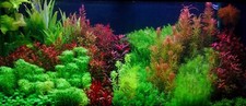 live aquarium plants 50 Stems Cuttings Colorful And Great Variety FREE S/H  