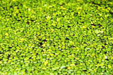 100 Live Duckweed Leaves Ponds Tanks Plants Aquariums Great For KOI GOLDFISH
