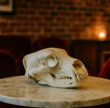Grizzly Bear Skull Replica - Life Size 1:1 Scale Anatomically Accurate Model