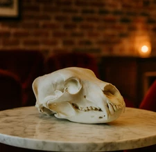 Grizzly Bear Skull Replica - Life Size 1:1 Scale Anatomically Accurate Model