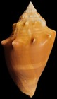 Group of 4 Genuine Florida Fighting Conch Shells    2.75" - 3" — photo 9