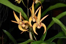 Orchid Dendrobium  Aussie Parade  Carrot Splash  AM x Den fleckerii  SVO   