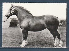 CPSM vers 1960  faune animaux cheval chevaux pouliche Suffolk   élevage  Anglais