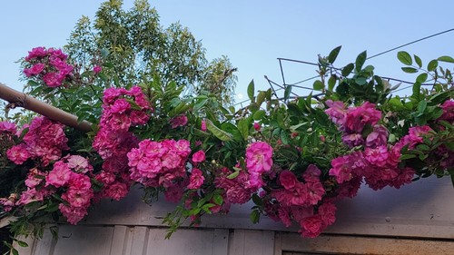 Peggy Martin climbing rose Cutting ‼️ 5"-8" Fresh 3 Cuttings (unrooted) - Picture 3 of 3