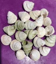 25 Medium Hermit Crab Shells Saltwater Aquarium- Great For Hermit Crabs