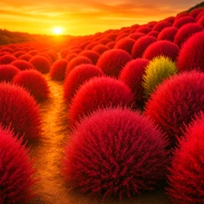 300+ BURNING BUSH KOCHIA SEEDS 🌾 SCARLET FALL HEDGE DROUGHT‑TOUGH FREE SHIPPING