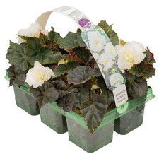 Begonia Mocca White | Elegant Garden Ready Hanging Basket Plants (6 Pack)
