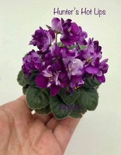 African Violet Leaves (2) Hunter's Hot Lips (M)