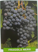 Uva Fragola nera - pianta di 3 anni