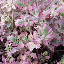 Pink Flamingo Oenanthe japonica  LIVE Water Plant Aquatic Pond Marginal Bog