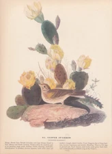 Audubon 1942 Vintage Birds #94 "Vesper Sparrow" Full Color Art Plate Lithograph