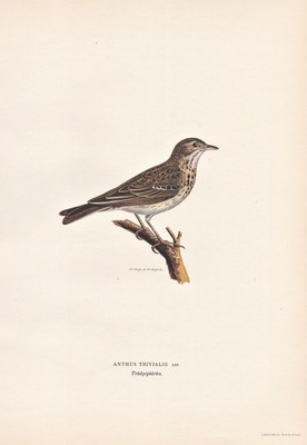 Baumpieper tree pipit Vogel songbird bird oiseau oiseaux Lithograph Wright