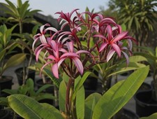 Pink Spider Lily Plumeria Cutting - Read Desc.